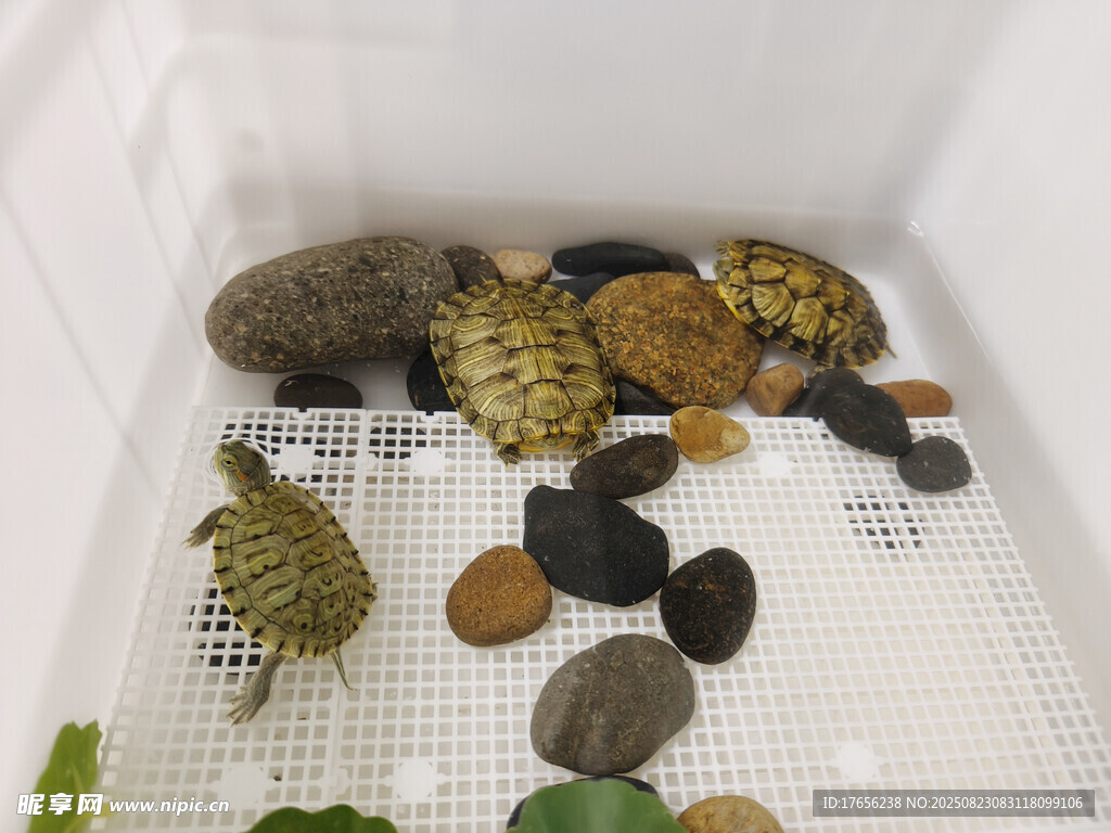 多彩乌龟与石子的水族景观