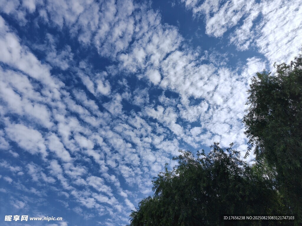 蓝天绿树间的云朵美景