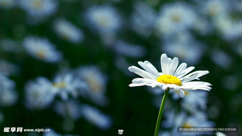 雏菊