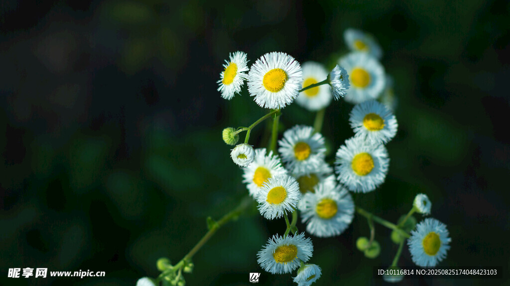 雏菊