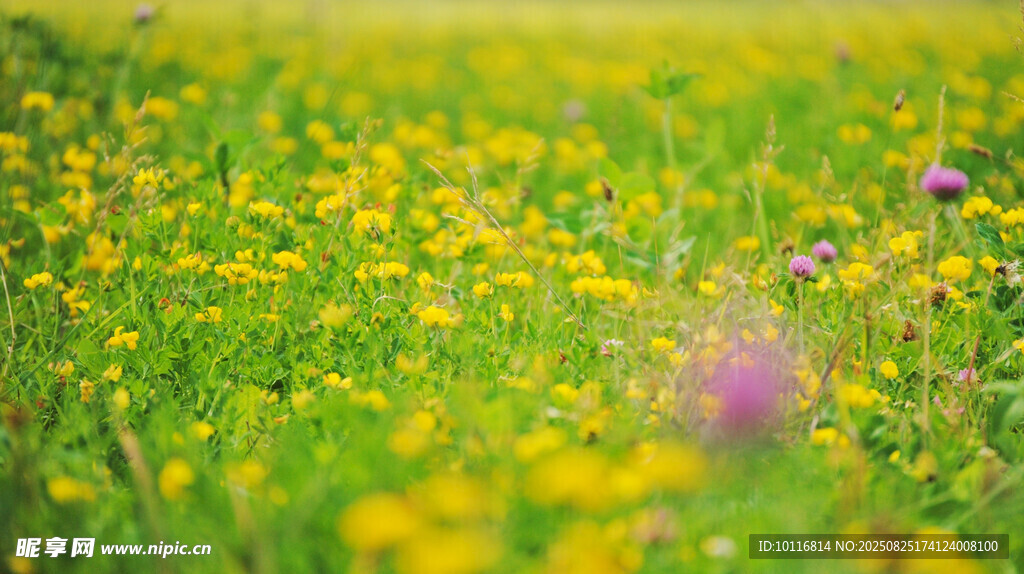 繁花