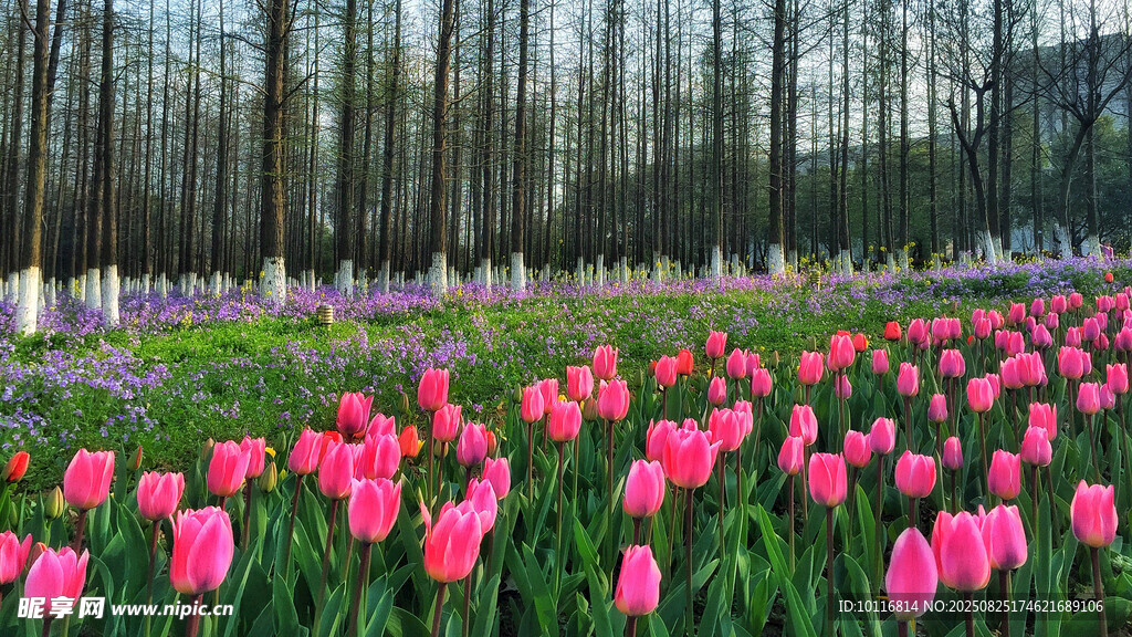 郁金香花