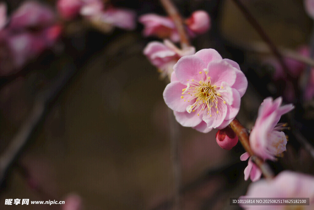 梅花