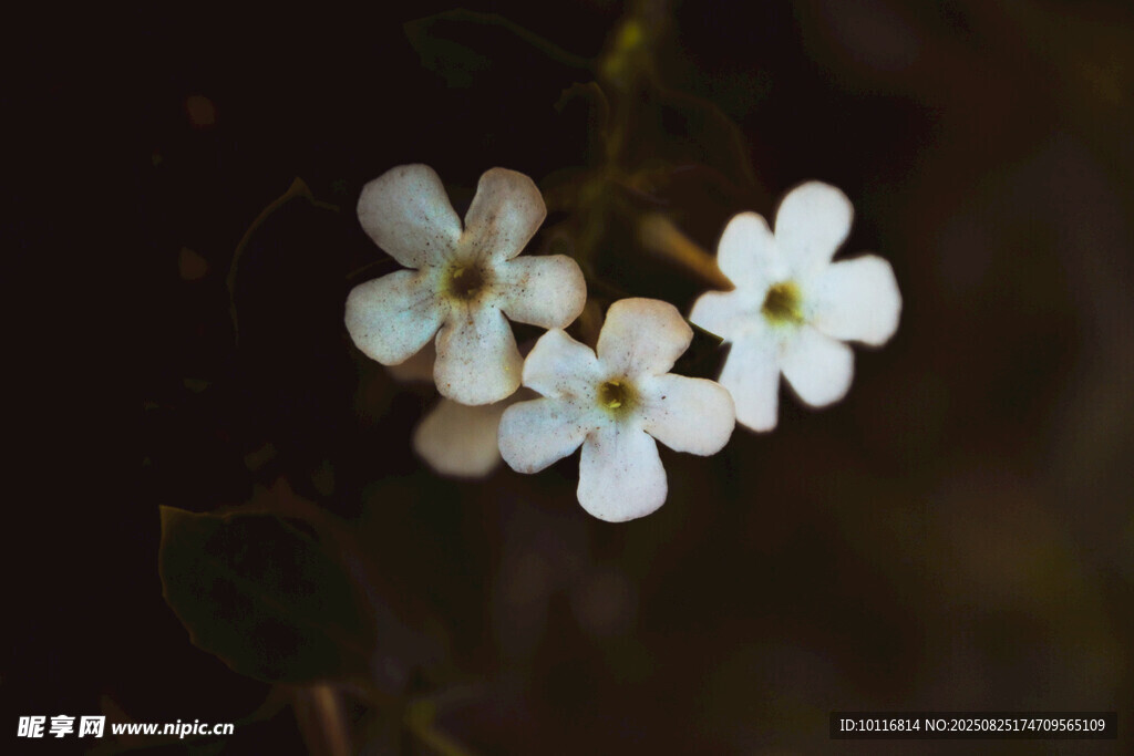 白色小花