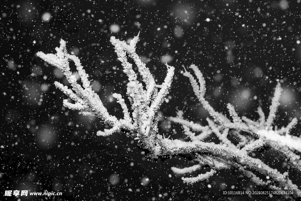 雪覆树枝