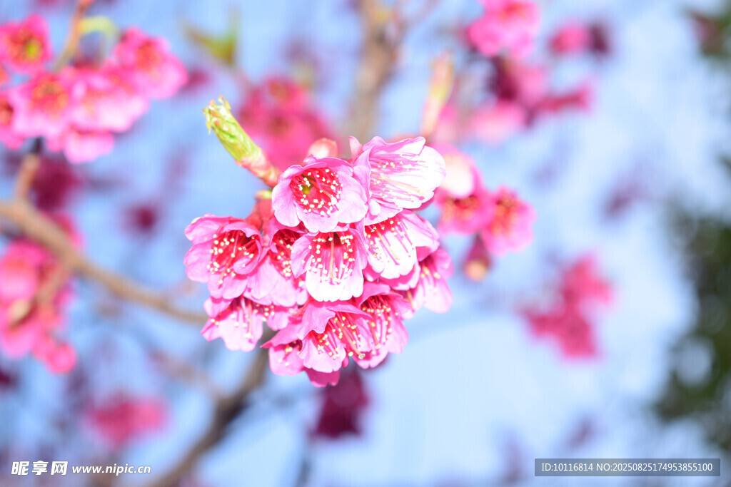 樱花