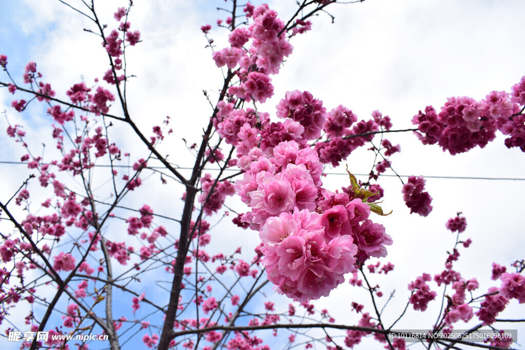 粉色樱花