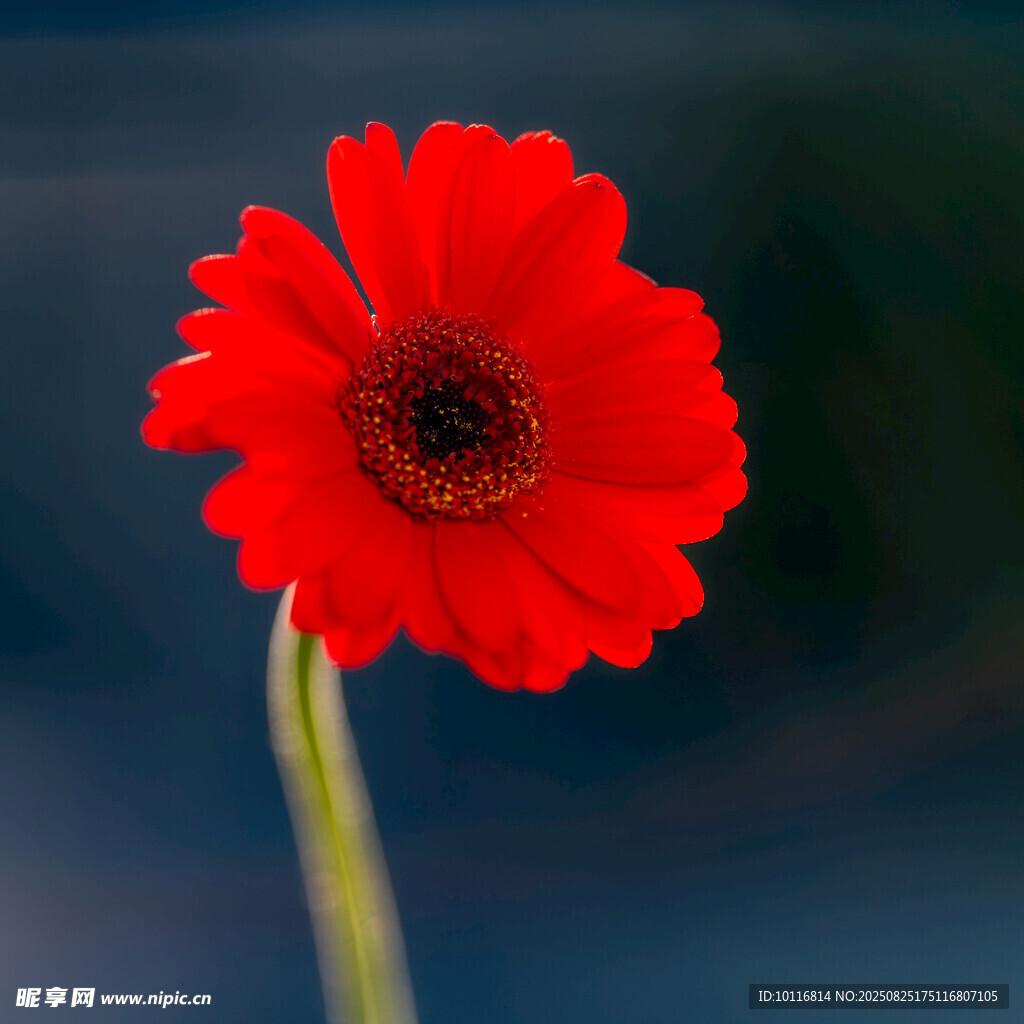 红雏菊