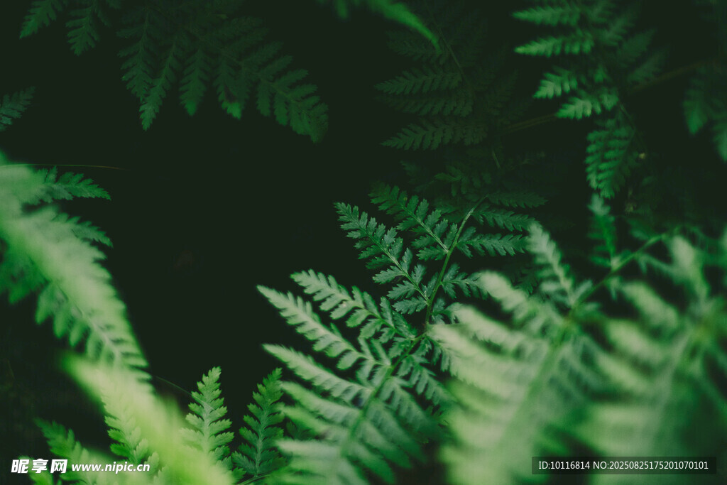 蕨类植物