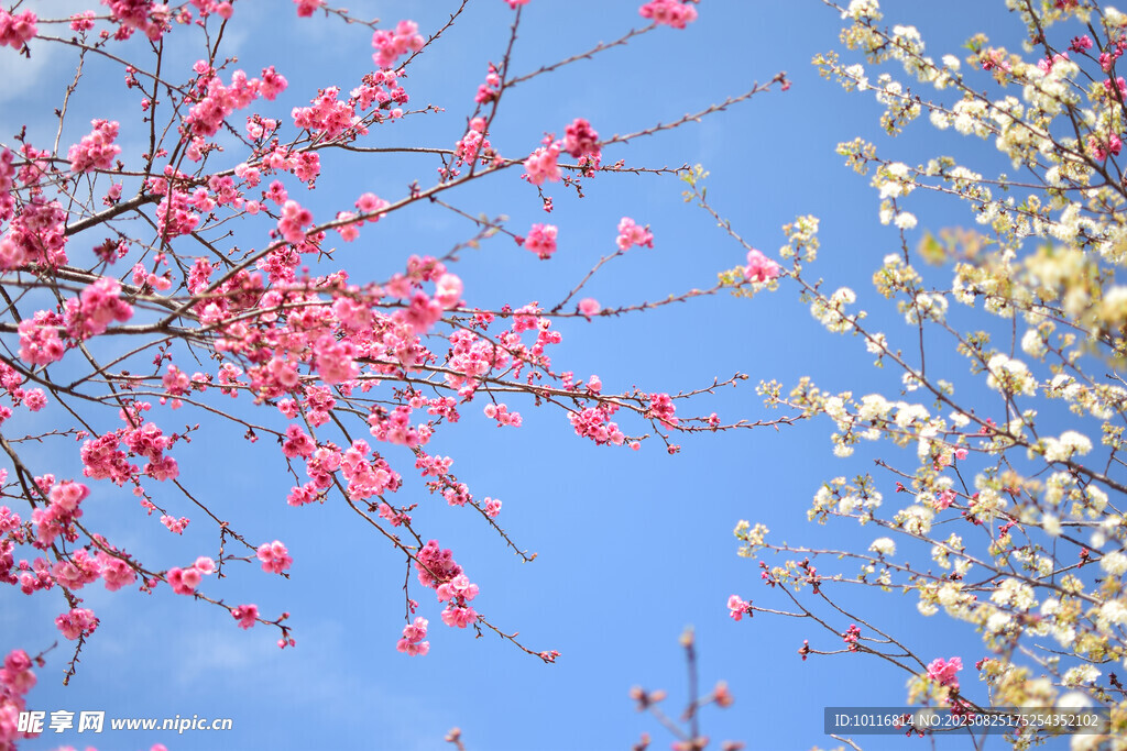 缤纷花枝