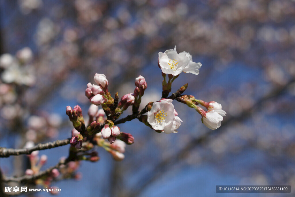 粉色樱花