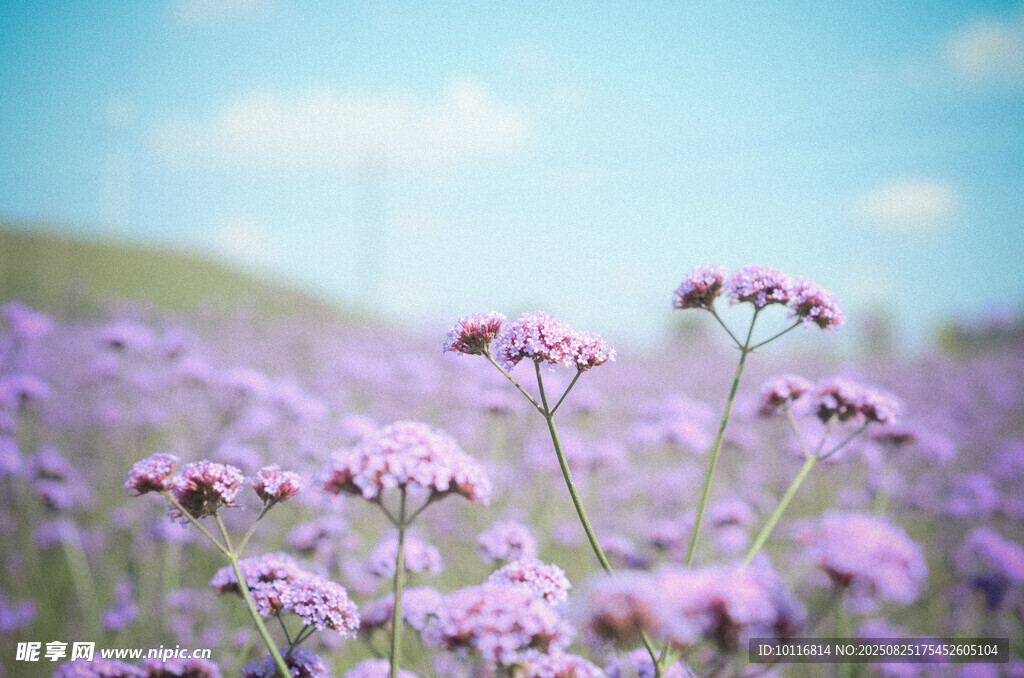 紫色花海