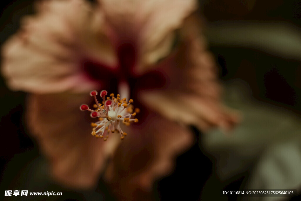 木槿花