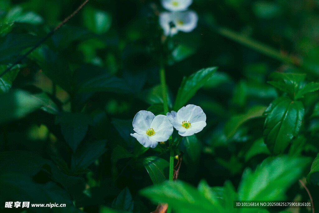 白色小花