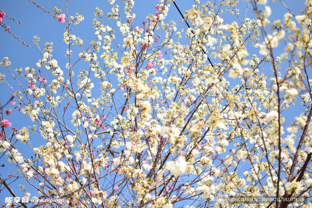 花枝