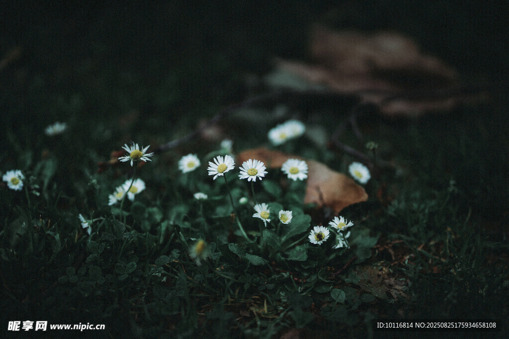 白色小花