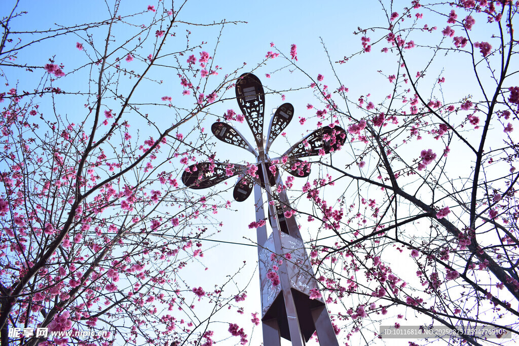 樱花