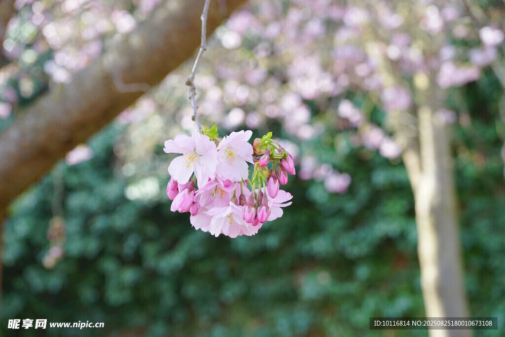 樱花