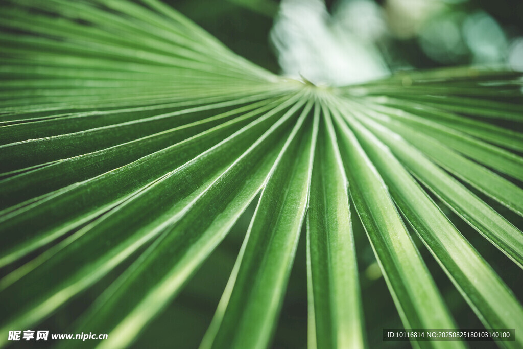 扇形棕榈叶