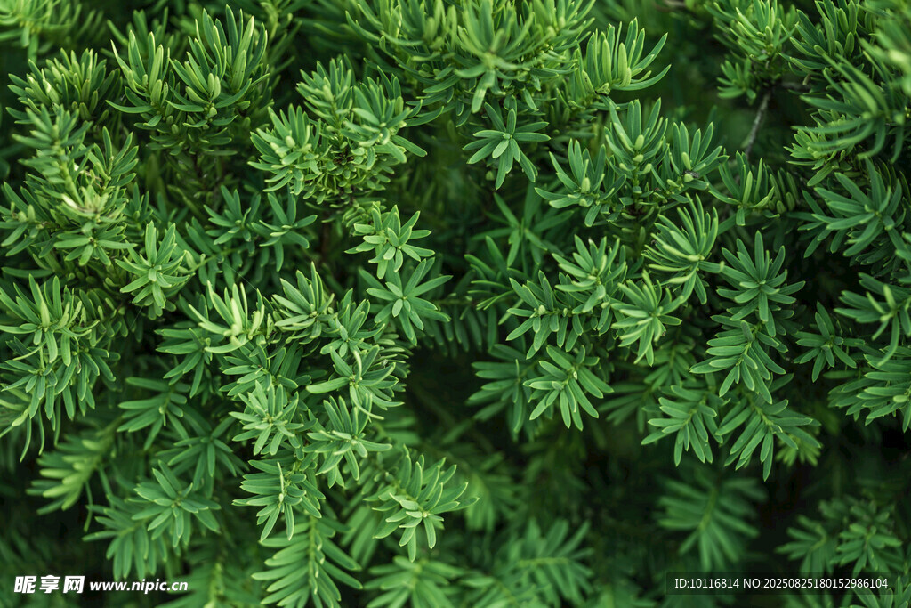 绿色植物