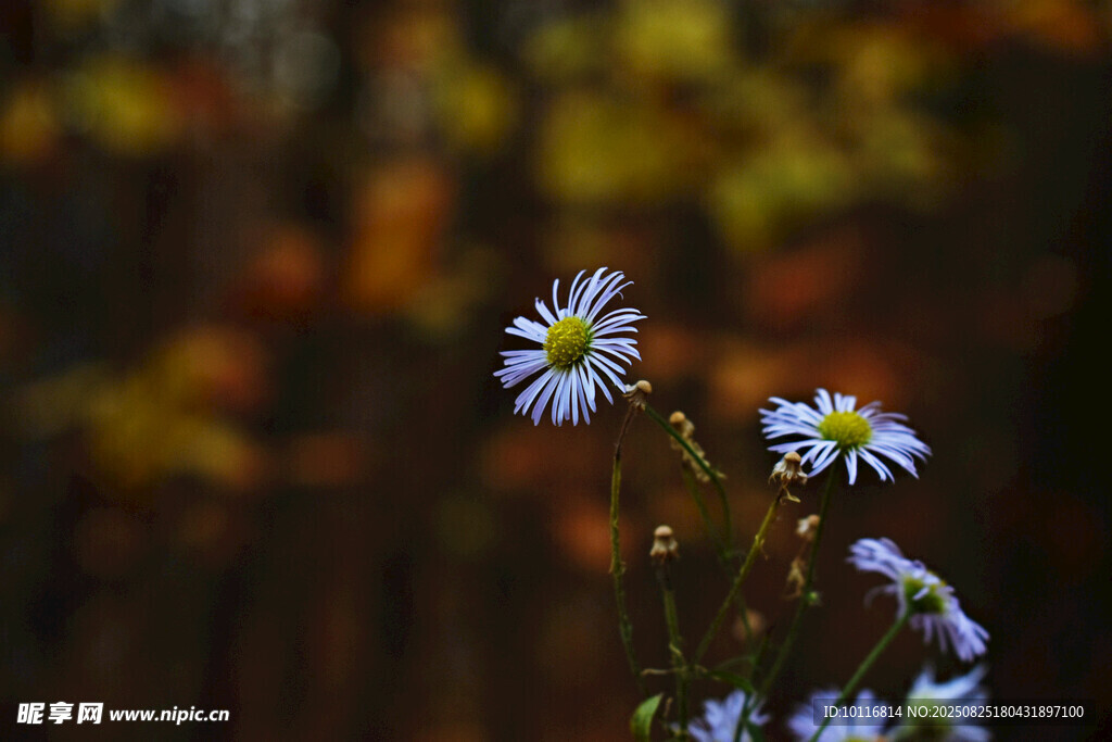 小雏菊