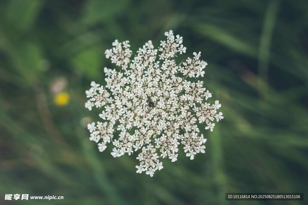 伞状野花