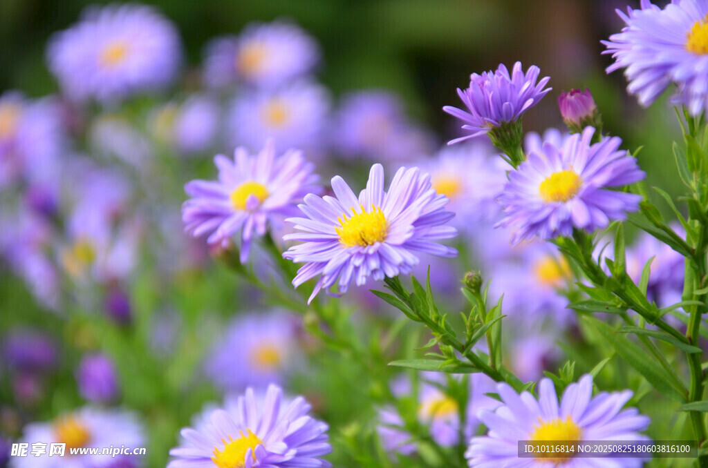 紫色雏菊