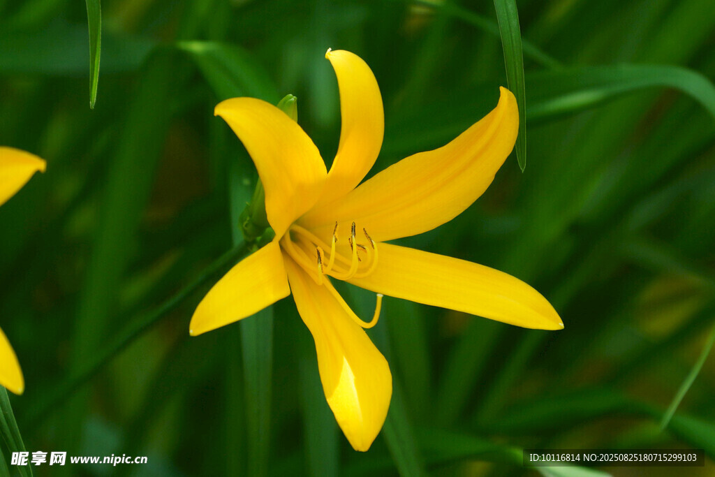 黄色萱草花