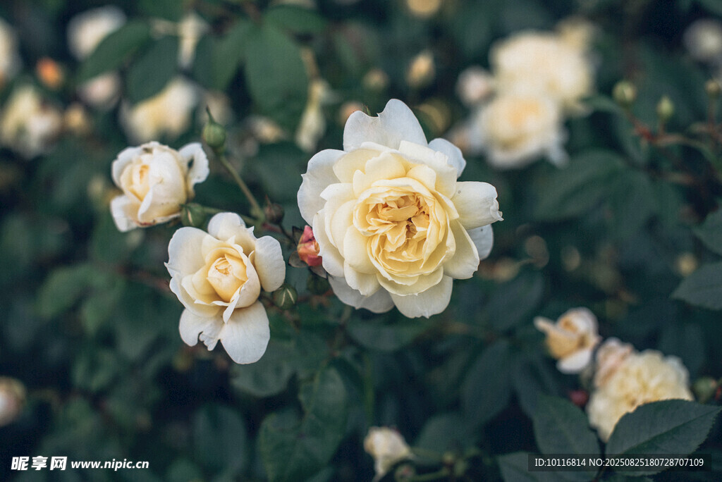 月季花