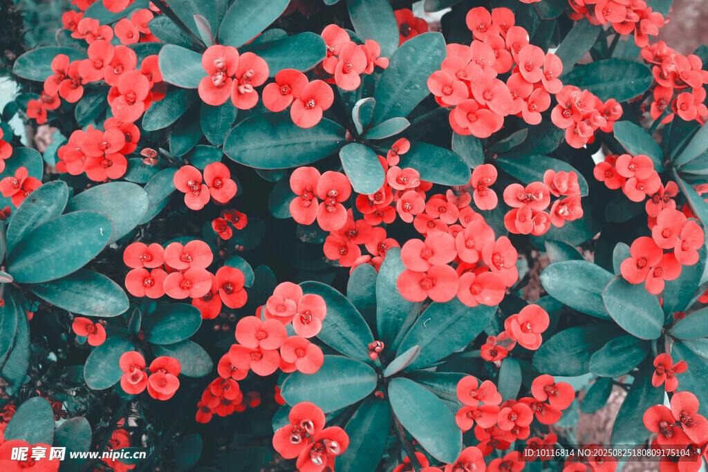红色花卉