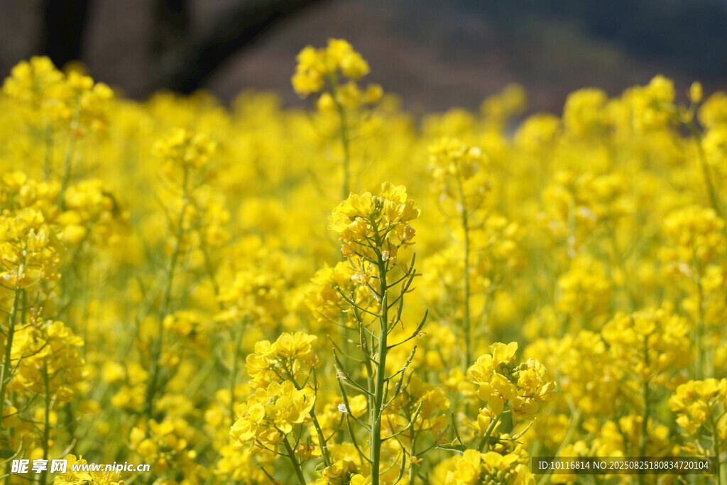 油菜花