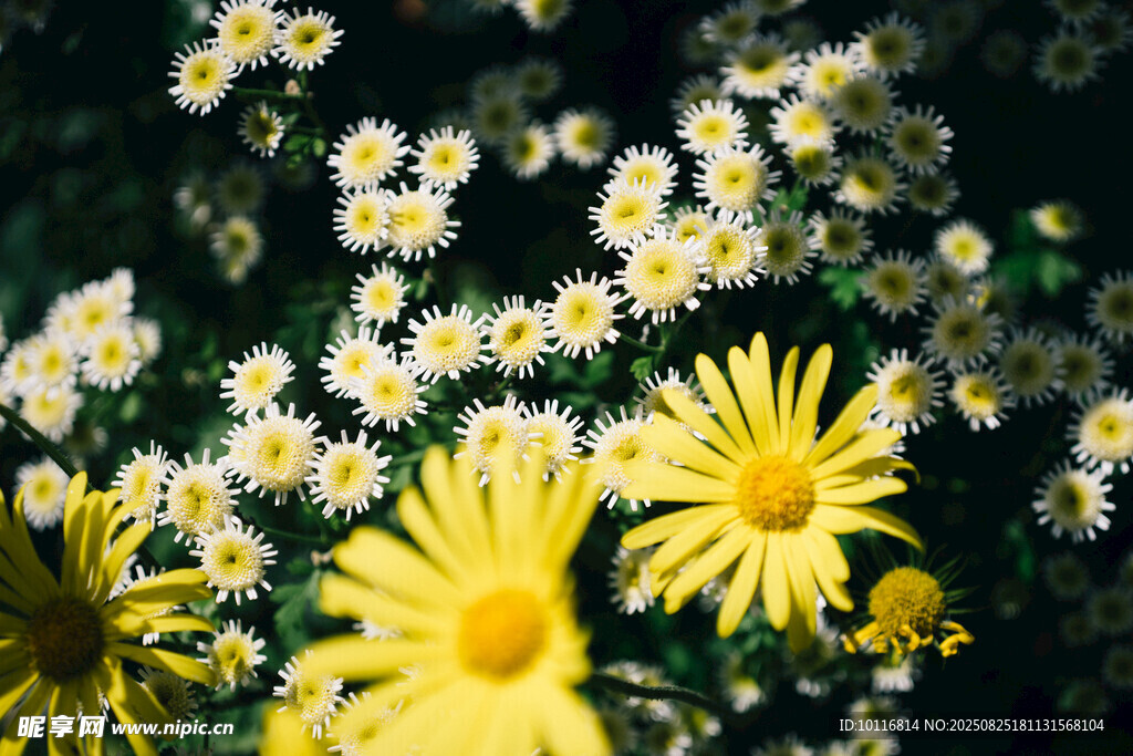 黄白小花