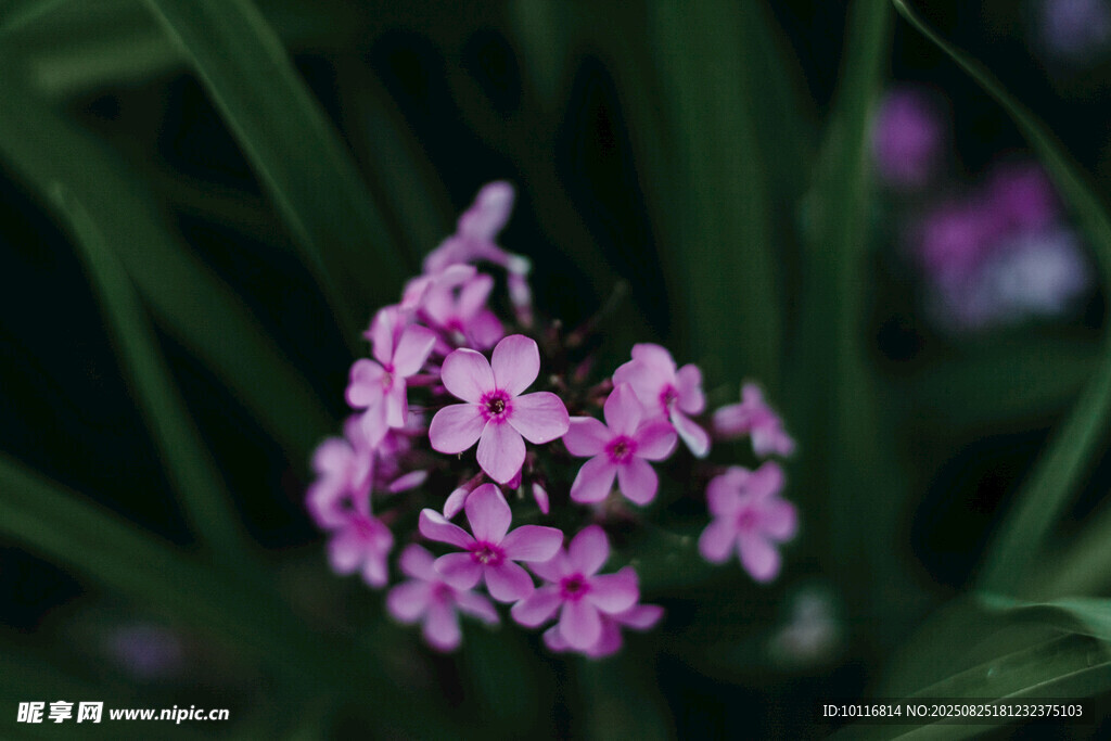 紫色小花