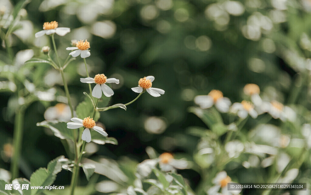 小白菊