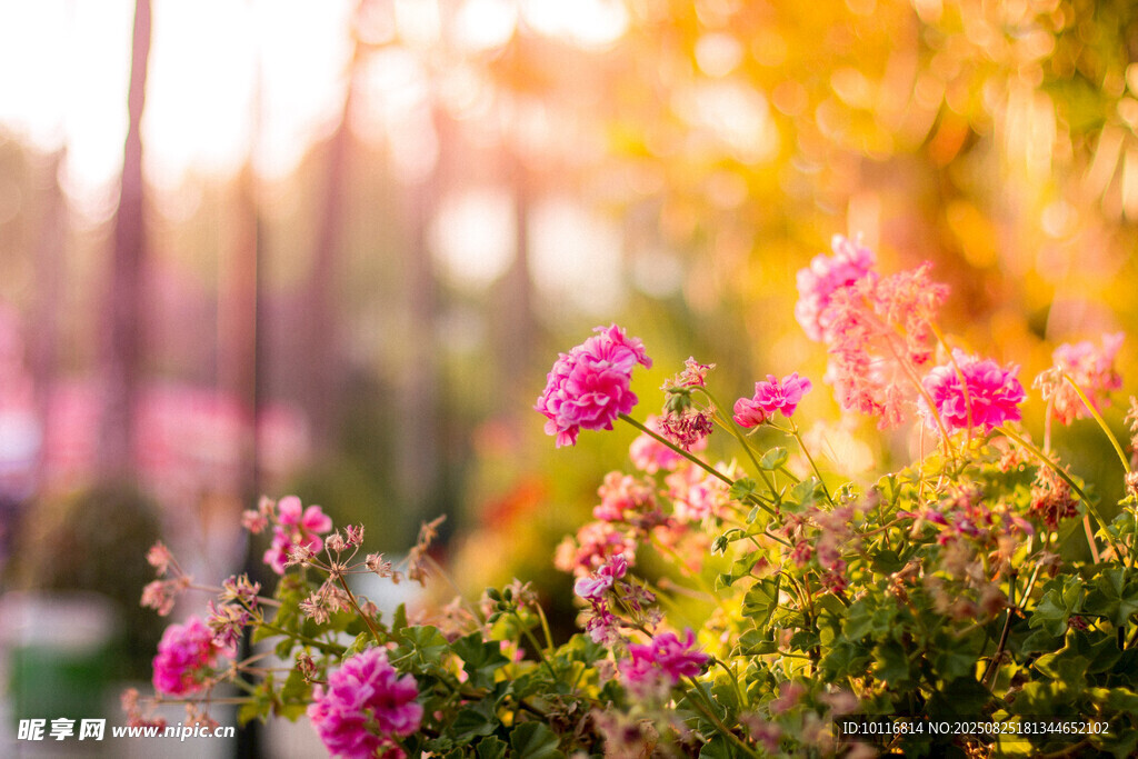 花丛