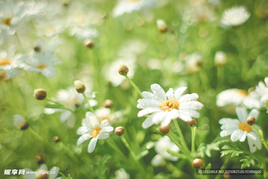小白花