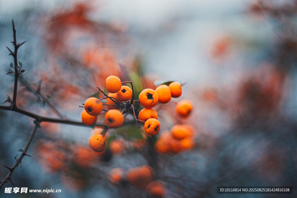 枝头橙果