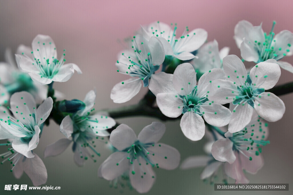 淡粉花朵