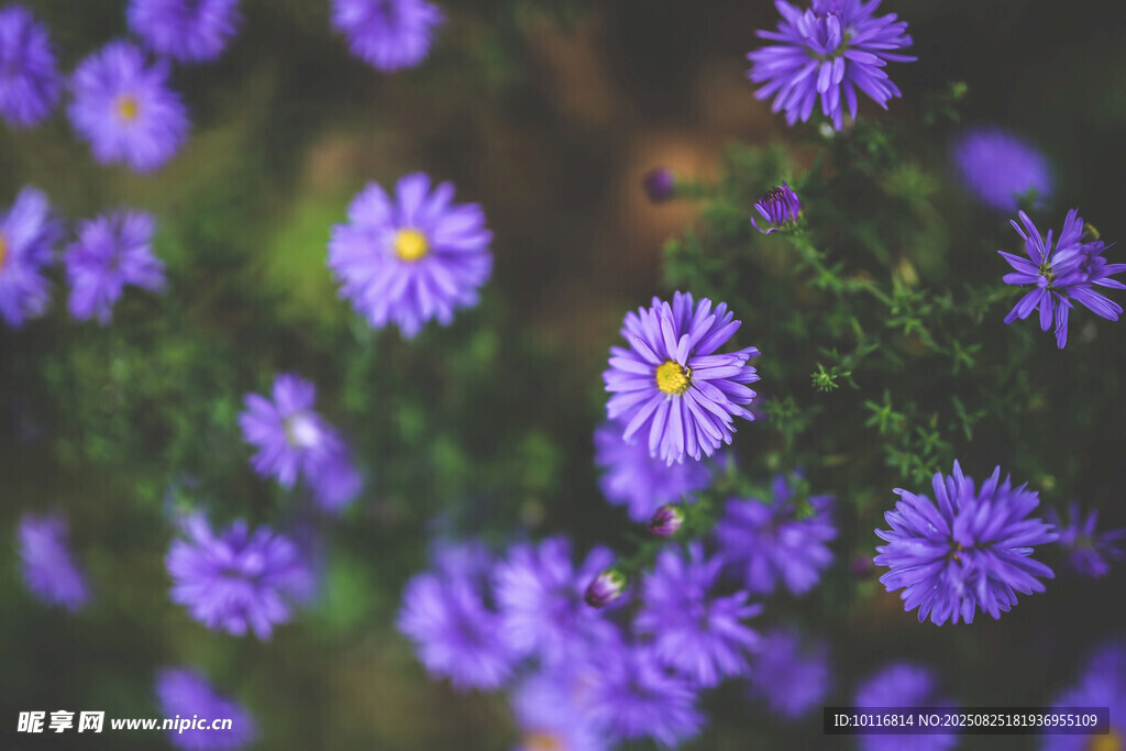 紫色小花