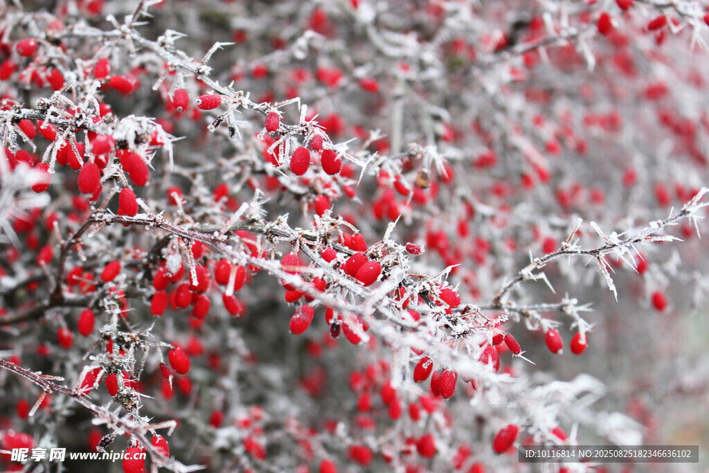 雪覆红果