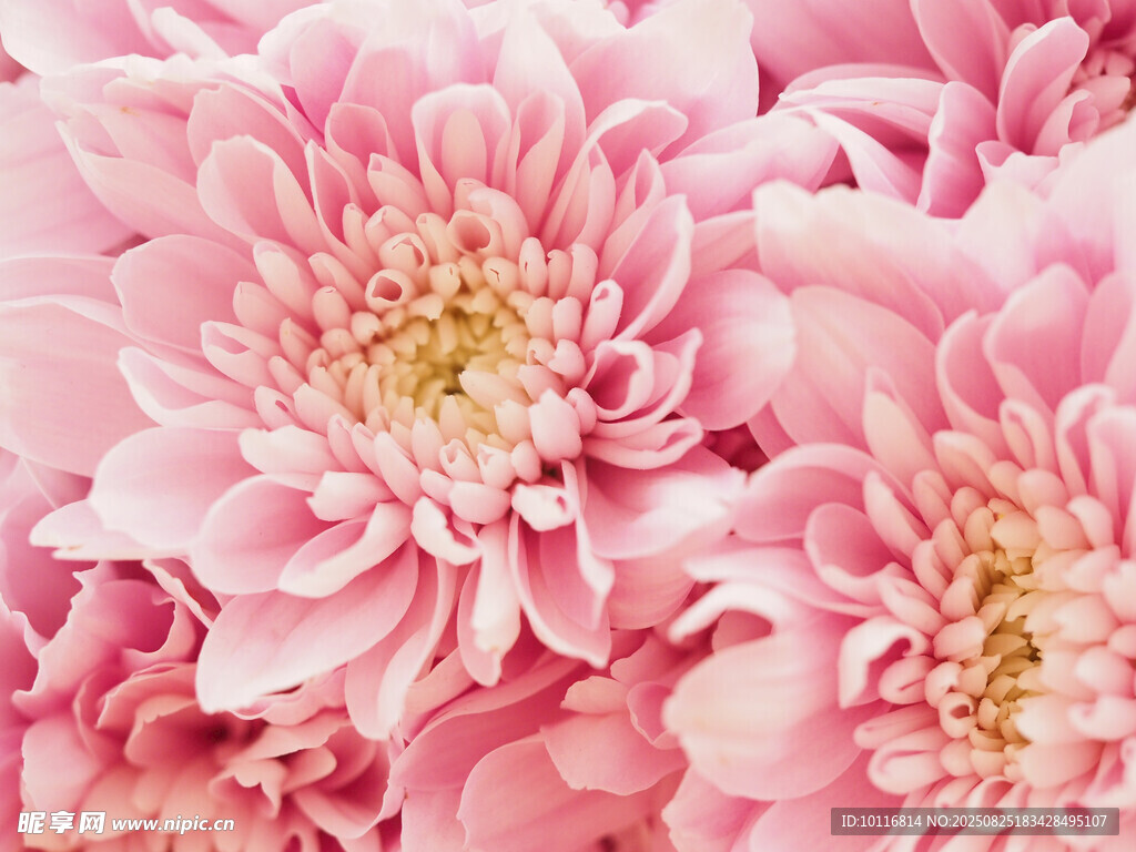 粉色菊花