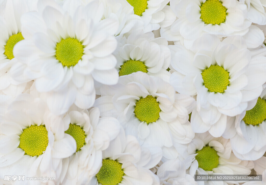 白色雏菊