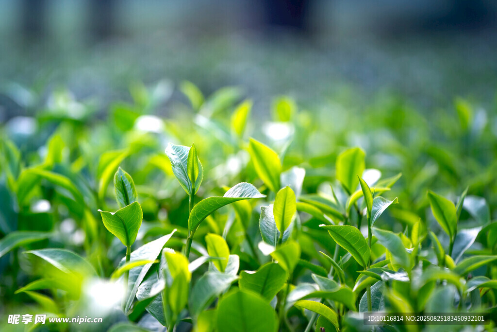 嫩绿茶叶