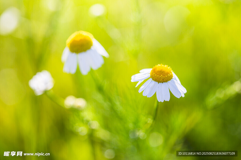 清新雏菊