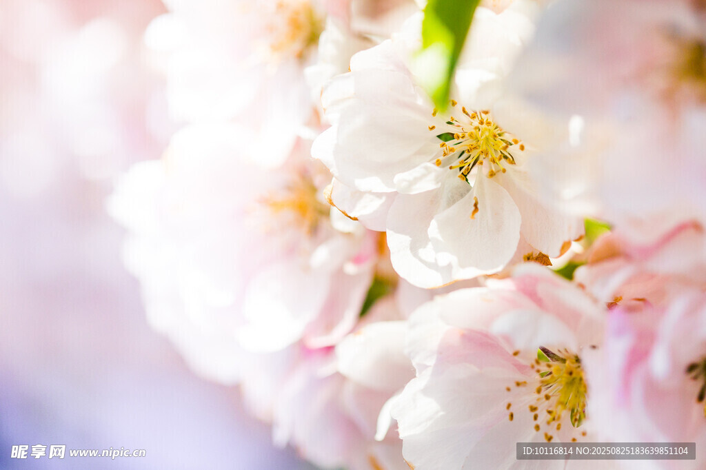 美丽樱花