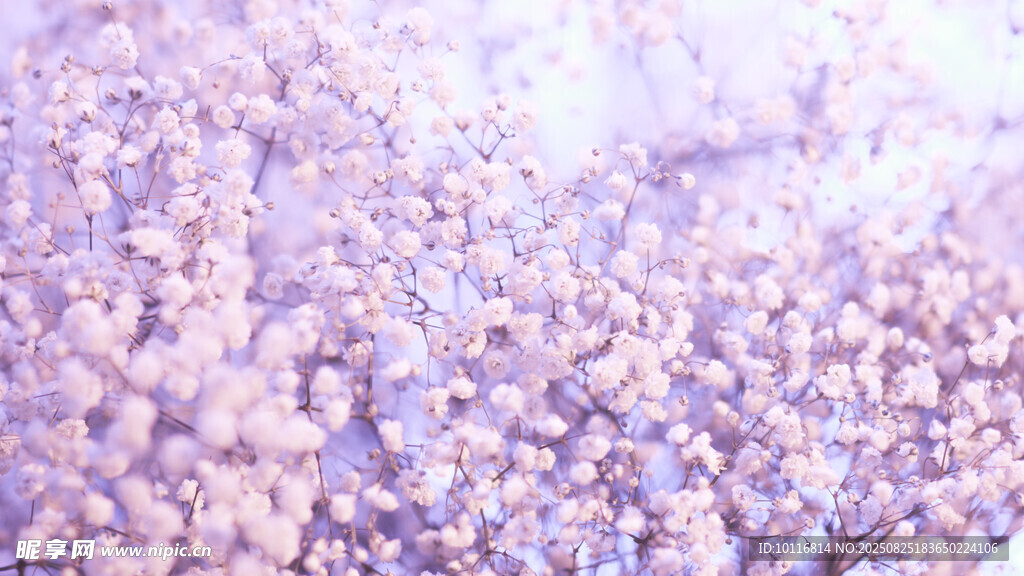 梦幻紫色花朵
