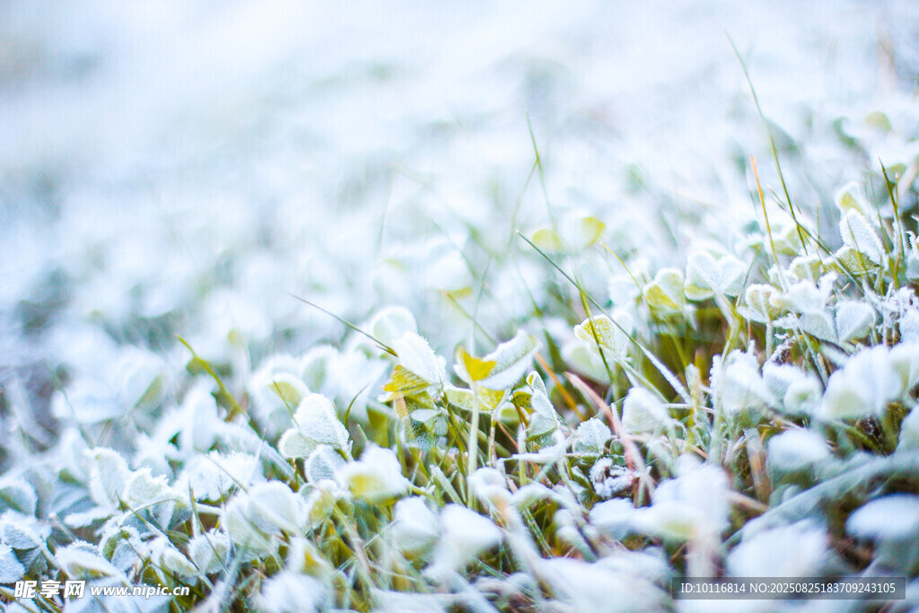 雪覆嫩苗