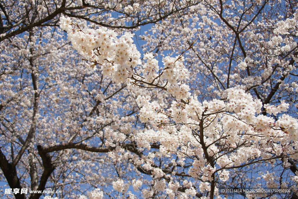 樱花树