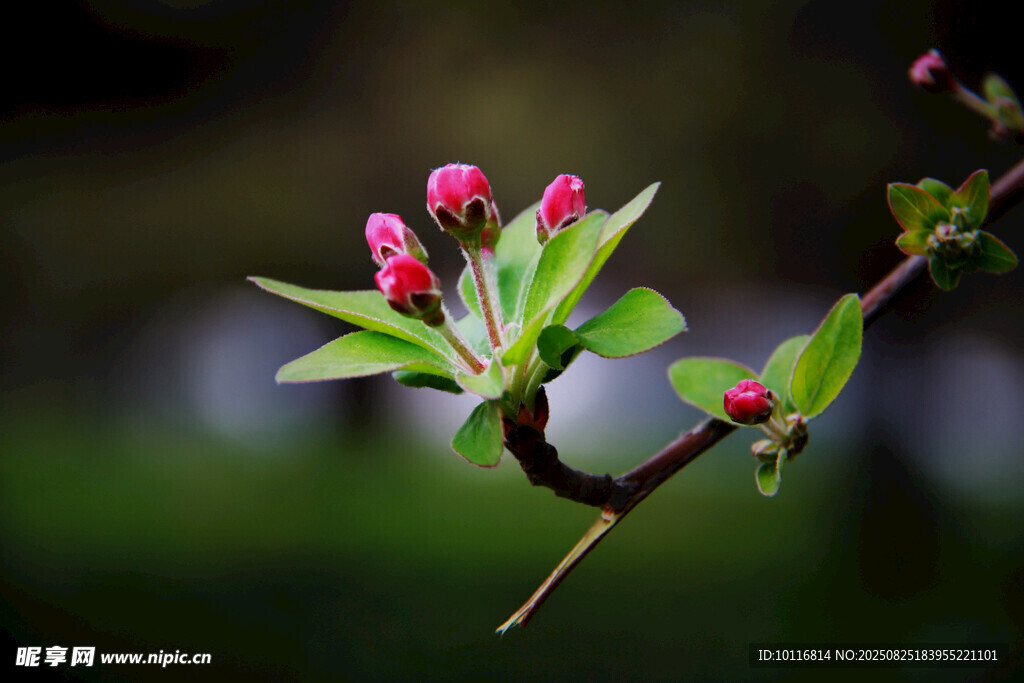 粉嫩苹果花蕾