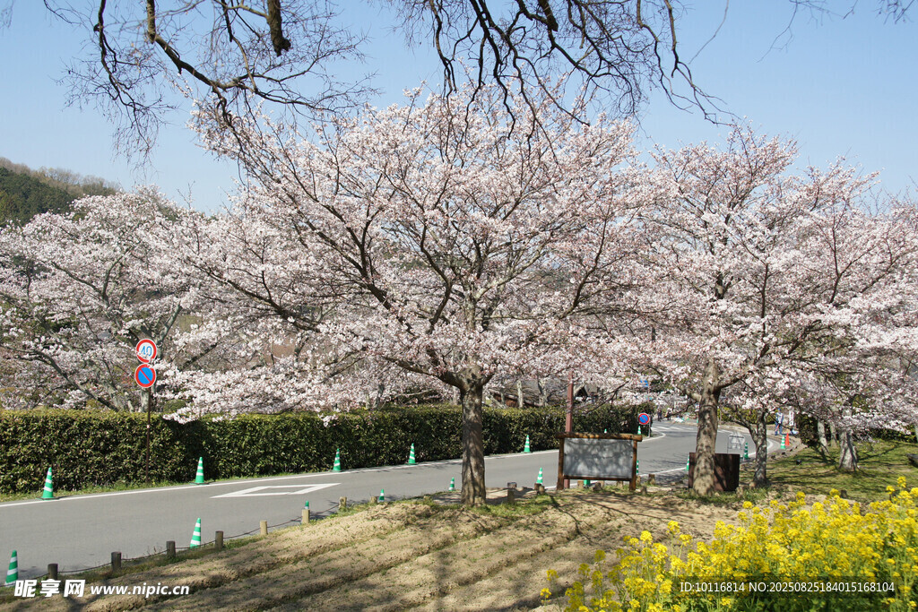 樱花树